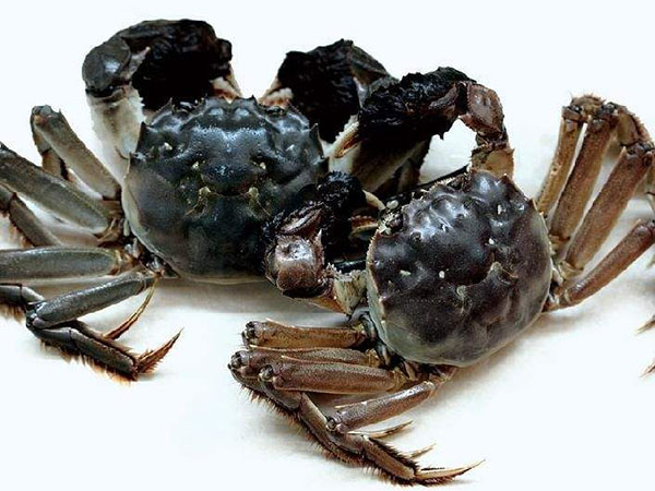 大閘蟹