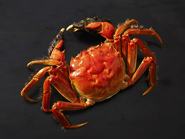 大閘蟹